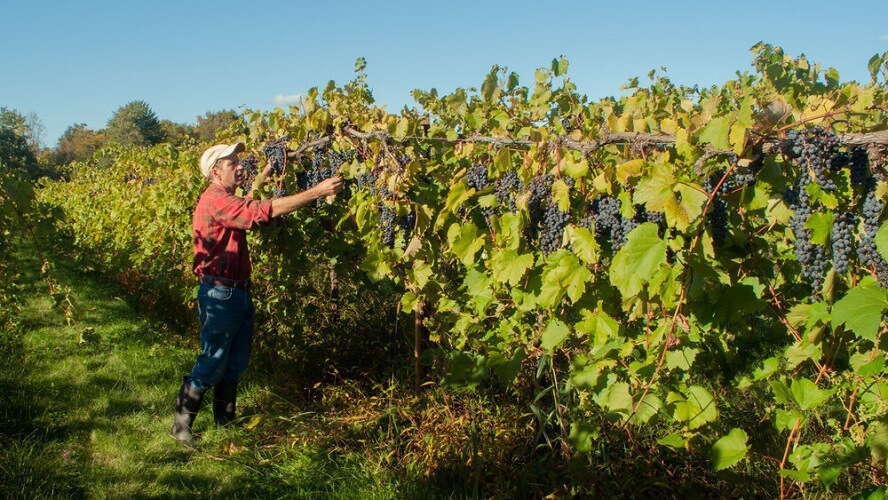 agricola fiore montemiletto vinificazione lavori 500
