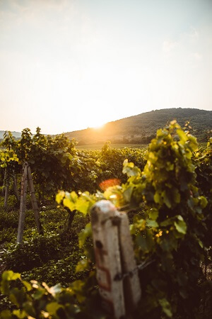 azienda agricola fiore montemiletto