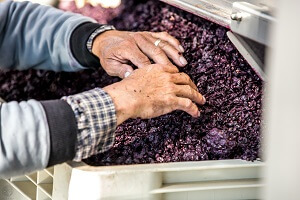 azienda agricola fiore vinificazione